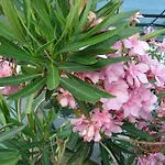 度假居 Casa Sole *