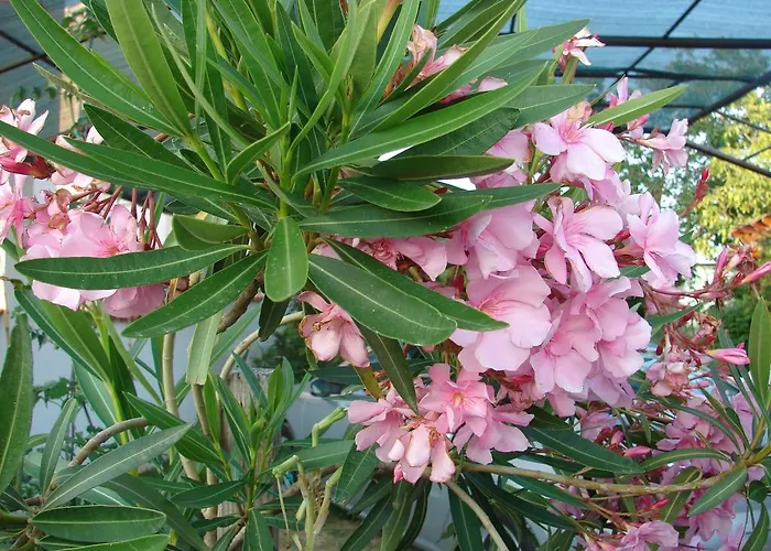 Hébergement de vacances Casa Sole *