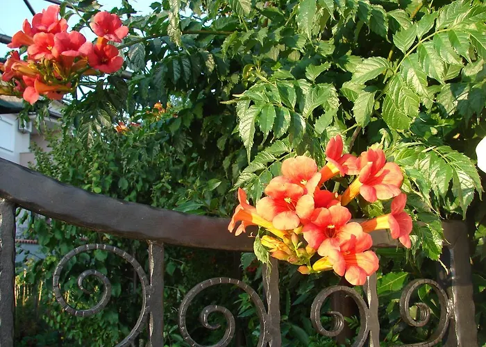 Hébergement de vacances Casa Sole *