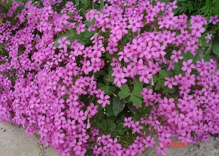 בית נופש Casa Sole פולה